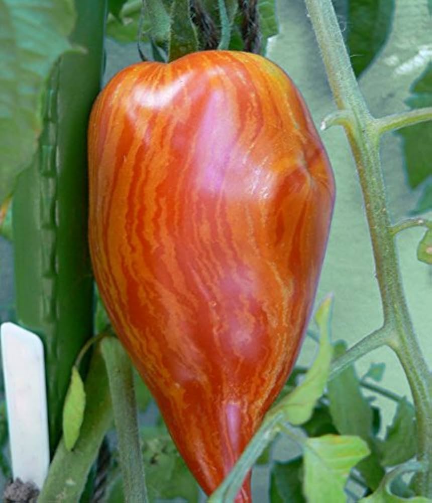 Striped Roman tomato plant grown from organic seeds with elongated red fruits and yellow stripes